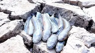 2020 Dry Season Find & catch n a lots of Fish in sceret under hole by Fisher man