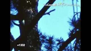 Imperial Woodpecker 2