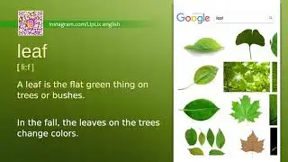 Leaf : B1 level english vocabulary lesson, www.LipLix.com
