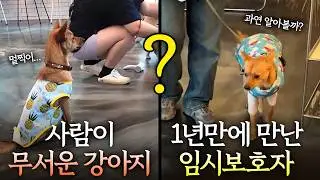 상자에 버려졌던 유기견 은인찾기 1년만의 재회에 반응은?