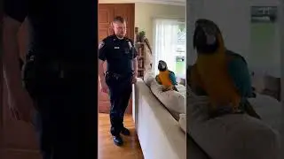 Cop vs Parrot 😂 He Knows His Rights#parrot #funnyparrot #copshorts #10million #youtubeshorts #viral