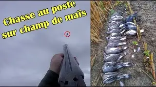 Chasse aux pigeons ramier , beaucoup d'oiseaux 2019 [HD] Calibre 20