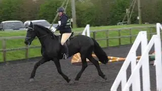 Friesian Horse doing MINI SHOWCROSS competition.  Pt 1 of 2. SHOW JUMPING