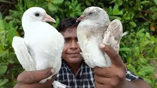 Pigion Hunting|புறா வேட்டை|புறா பிரட்டல்|Village Hunting|Village Food Safari|Suppu