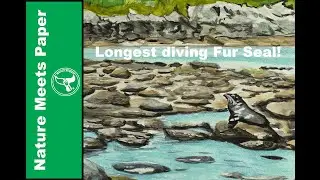 New Zealand Fur Seal - 4:3 - Nature Meets Paper