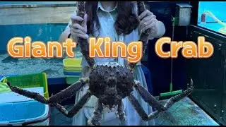 Giant King Crab Bigger Than My Face! Live Seafood Feast  