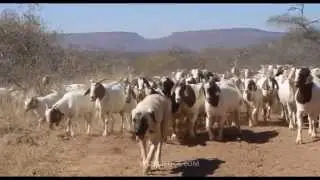 Wildlife Conservation | Cheetah Conservation Fund Video Learning