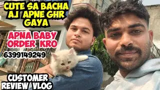 😍Persian Cat Home Delivery Bulandshahr | Real Buyer Review | Trusted Seller | No Scam #cat #viral