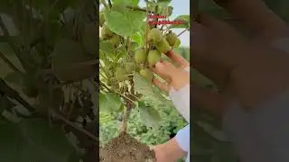 Salah satu buah-buahan yang masih jarang dibudidayakan di Indonesia | buah kiwi #shorts #shortvideo