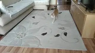 Тихон котопёс,приносит мяч.