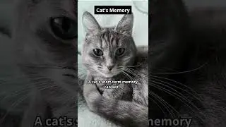 Memory in Mew  #cats #viral #video
