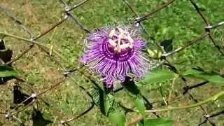 Passionflower Fence Passionfruit