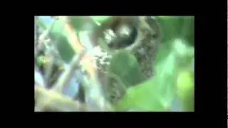 Hummingbird Diary.mpg