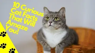 10 Curious Cat Facts That Will Amaze You!