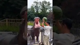 Kuda Nil Makan Buah #tiktok #shorts #fyp #viral