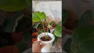Monstera Marmorata ekonomis. hub.elcidhagarden.
