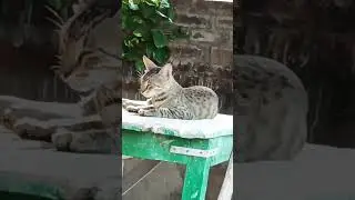 #shorts#catshorts#enjoying #crazycat #catfunnymoment#kitten #weirdca#kittycat #cats#catlovers