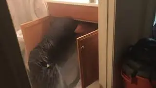 Plumber causes flood meme.