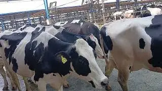 Friesian pure animal#dairy #farm #hooftrimming #vetlife #shortvideo 