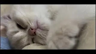 2 month old kitten cat sleeping on arm in bed