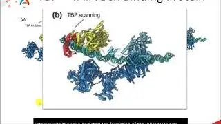 CH450 Chapter 10.3 Transcription Factors and the Preinitiation Complex