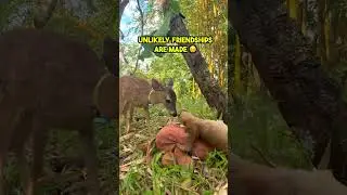 When A Baby Sloth Meets A Baby Sloth...