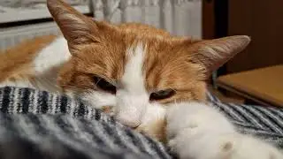 It is sleepytime