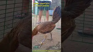 Tornado Hatch Broodhen Fr. Mt. Banahaw #youtube #alagangmagaling #trending