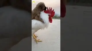 cock horse puppy