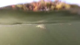 Bottom Dwellers Tackle, Underwater Blue Cats #1