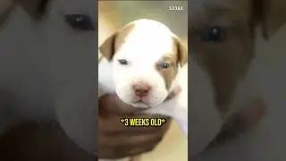 Я продала своего первого щенка🥺❤️