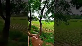 Greenery surrounds the entire farm #greenery #field #shorts
