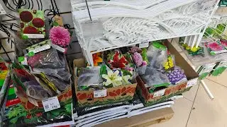 Луковичные в фикс прайсе ,Псков