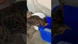 Funny & Cute Cat Activities You&rsquo;ll Love 🐾&rdquo;#catshorts