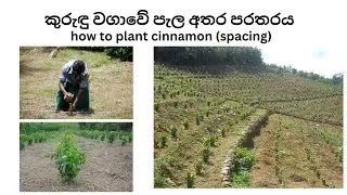 how to plant cinnamon (spacing)