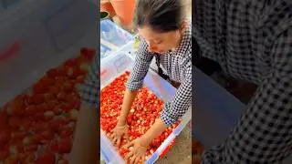Cleaning and storing strawberries #shorts #strawberry