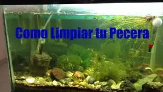 Como Limpiar una pecera