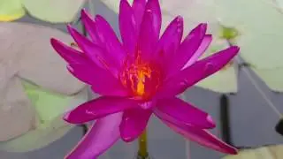 Нимфея Purple Fantasy, первое цветение (nymphaea Purple Fantasy)