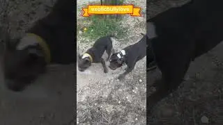 Bully Bottle Play