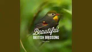 Birds Chatter