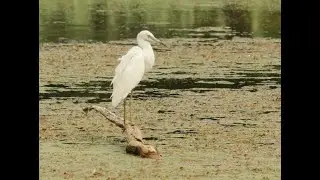 Little Blue Heron