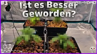 So haben sich meine Pflanzen nach dem Mangel erholt! Bonsanto Hydro | Mars Hydro FC3000 Komplett-Set