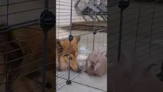 Cute Angora Rabbit & dog💞💞💞