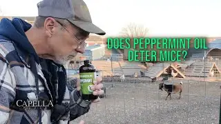 Отпугивает ли масло перечной мяты мышей? 19 ноября 2025 г. (Влог Capella Ranch, хлопоты)