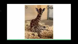 Giraffes- mating and mate choice