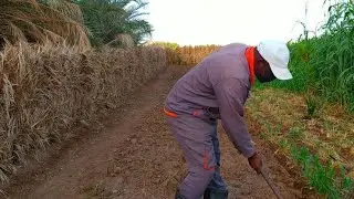 🚿 من البذرة إلى الخضرة! زراعة الفصة بنظام التنقيط خطوة بخطوة!