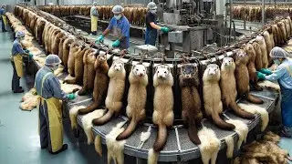 Inside the Modern Mink Factory: From Raw Pelts to Luxury Fashion