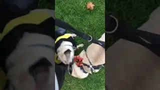 Pug Social Gathering 7