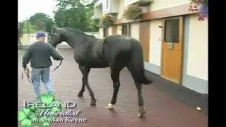 In Remembrance Verglas, Celtic Swing, Indian Ridge at the Irish National Stud
