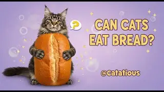 Can Cats Eat Bread? The Truth You Need to Know for Your Cat's Health!
